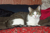 , 2006 , 