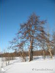IMG_20070210_0155.jpg